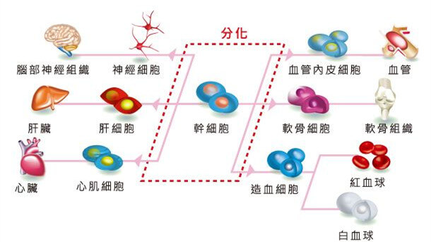 干細胞介紹 