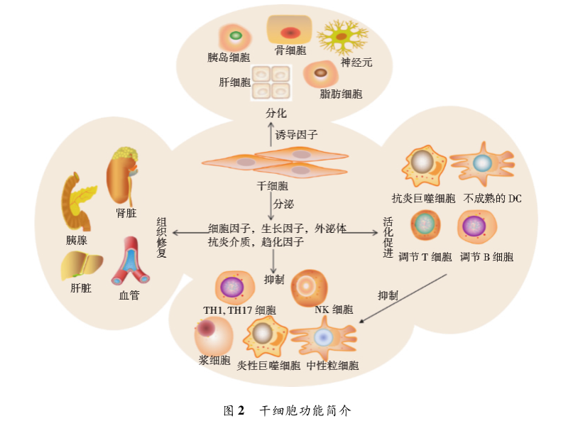 干細胞治療