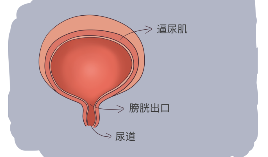 案例研究|干細(xì)胞療法成功逆轉(zhuǎn)9例逼尿肌活動(dòng)不足患者